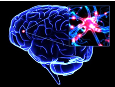 Annual Neuroimmunology and Multiple Sclerosis Clinical and Research Hybrid Program  Banner